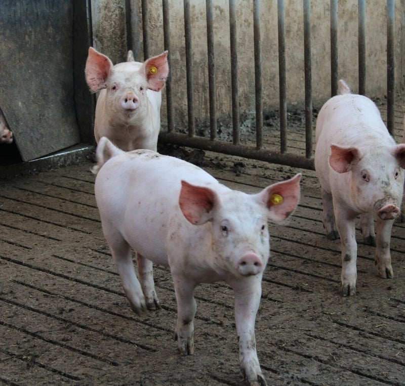 vereniging van biologische varkens biologisch dierenartsenoverleg dierenartsen