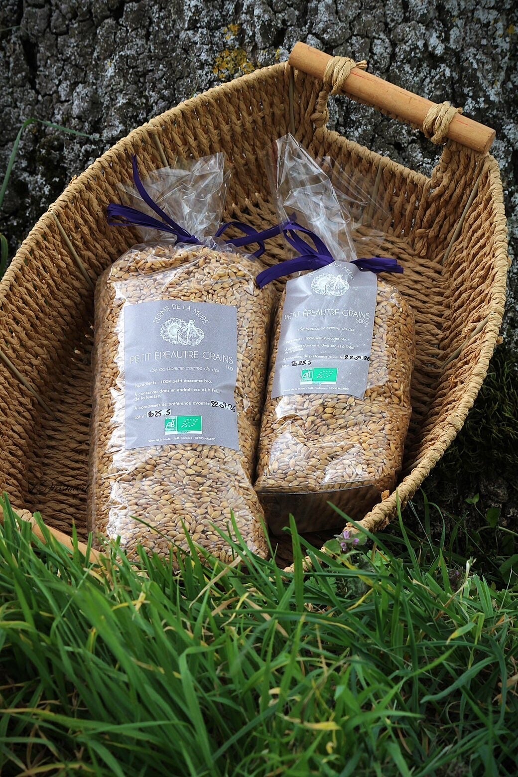 Petit épeautre en grains