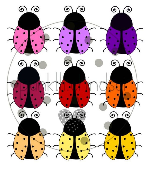 bunte Marienkäfer