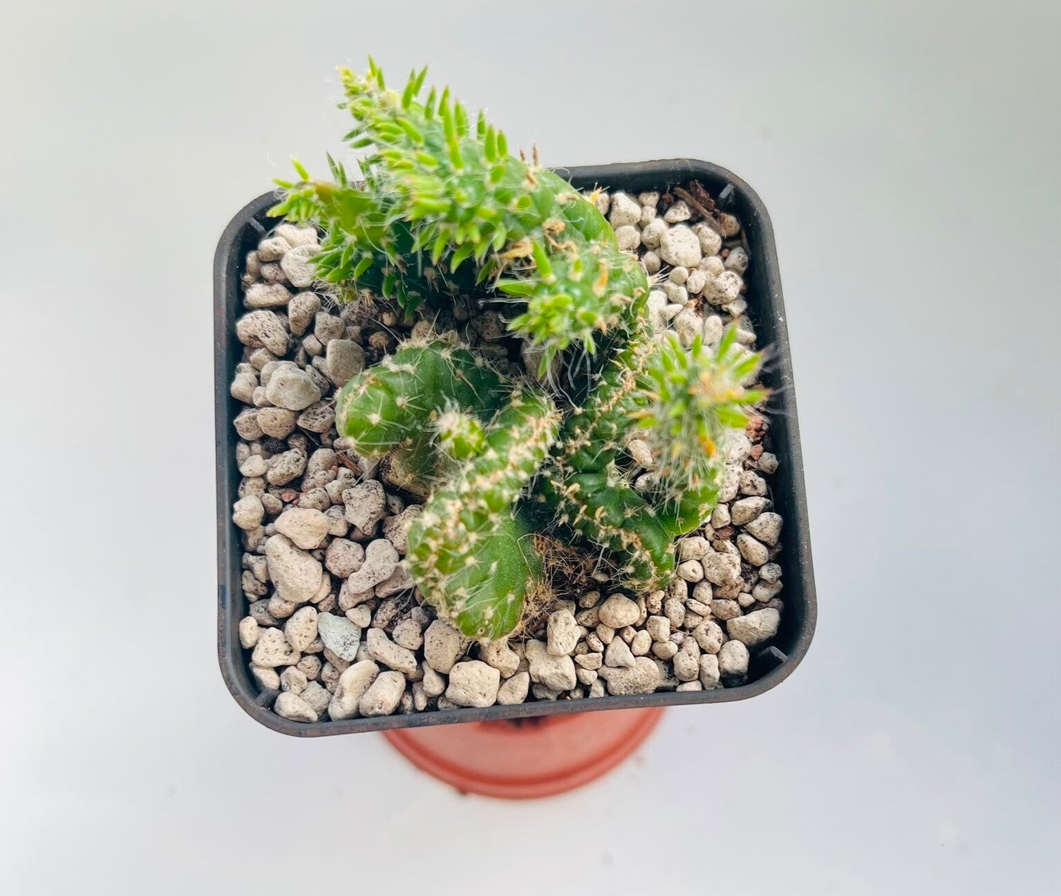 Opuntia Subulata Cristaat