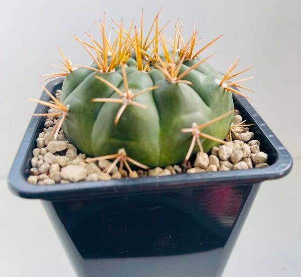 Gymnocalycium Eurypleurum