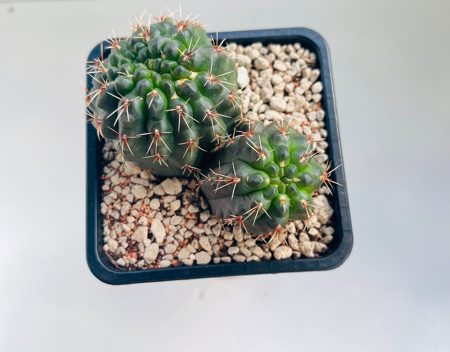 Gymnocalycium Baldianum cristaat en dichotoom