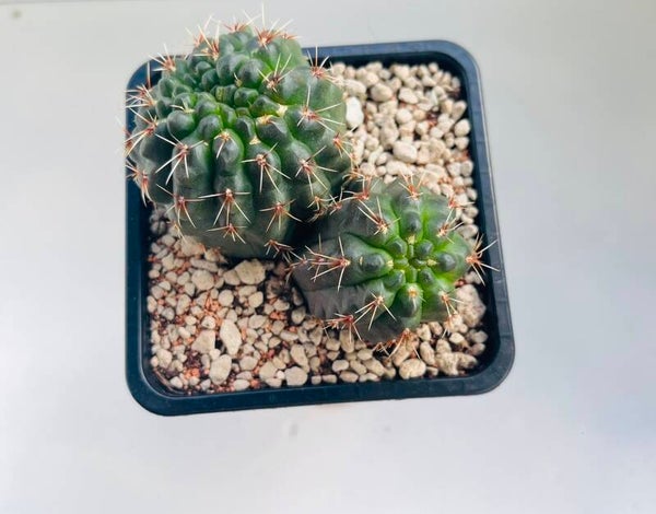 Gymnocalycium Baldianum cristaat en dichotoom