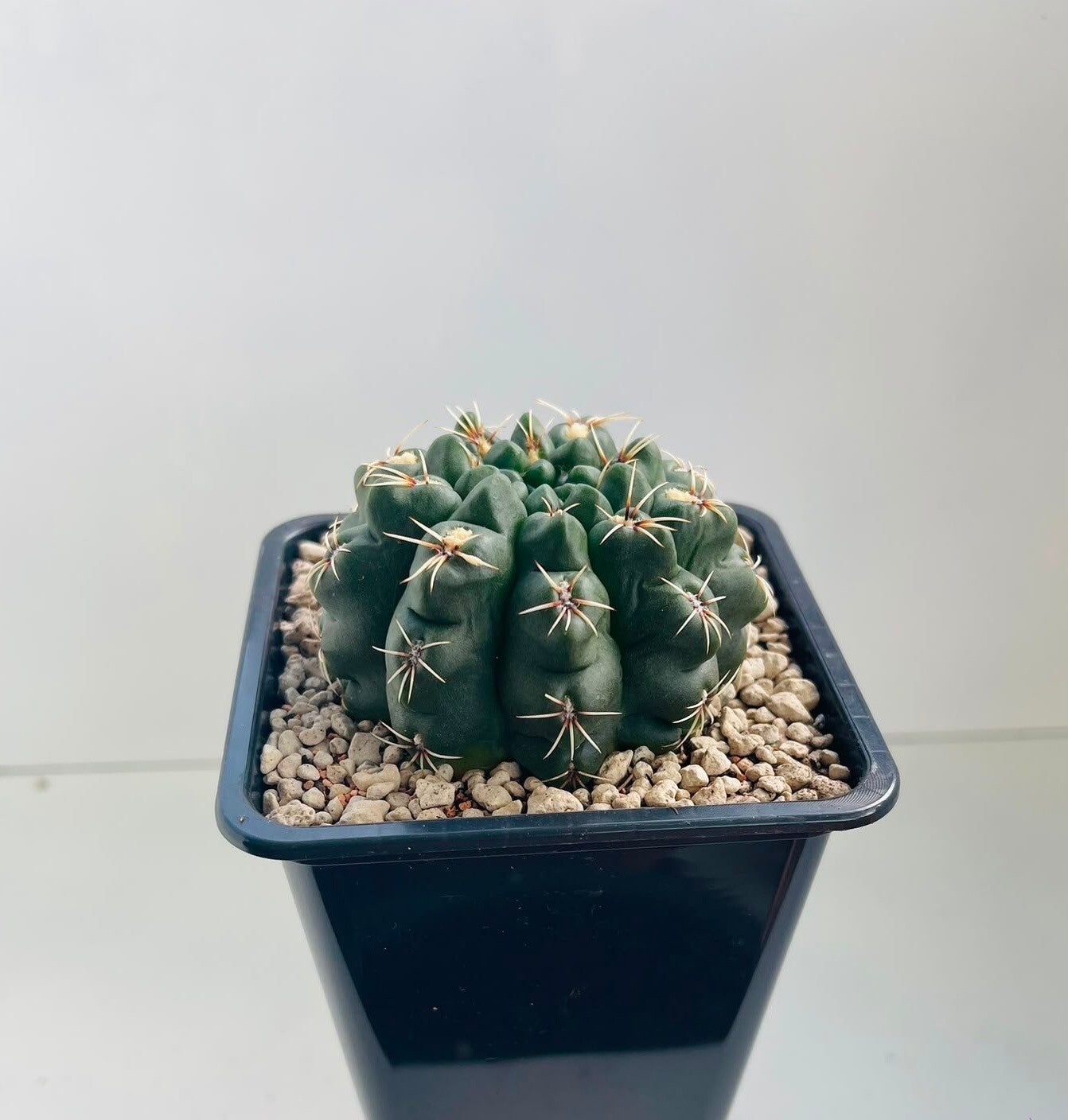 Gymnocalycium Baldianum