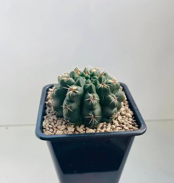 Gymnocalycium Baldianum