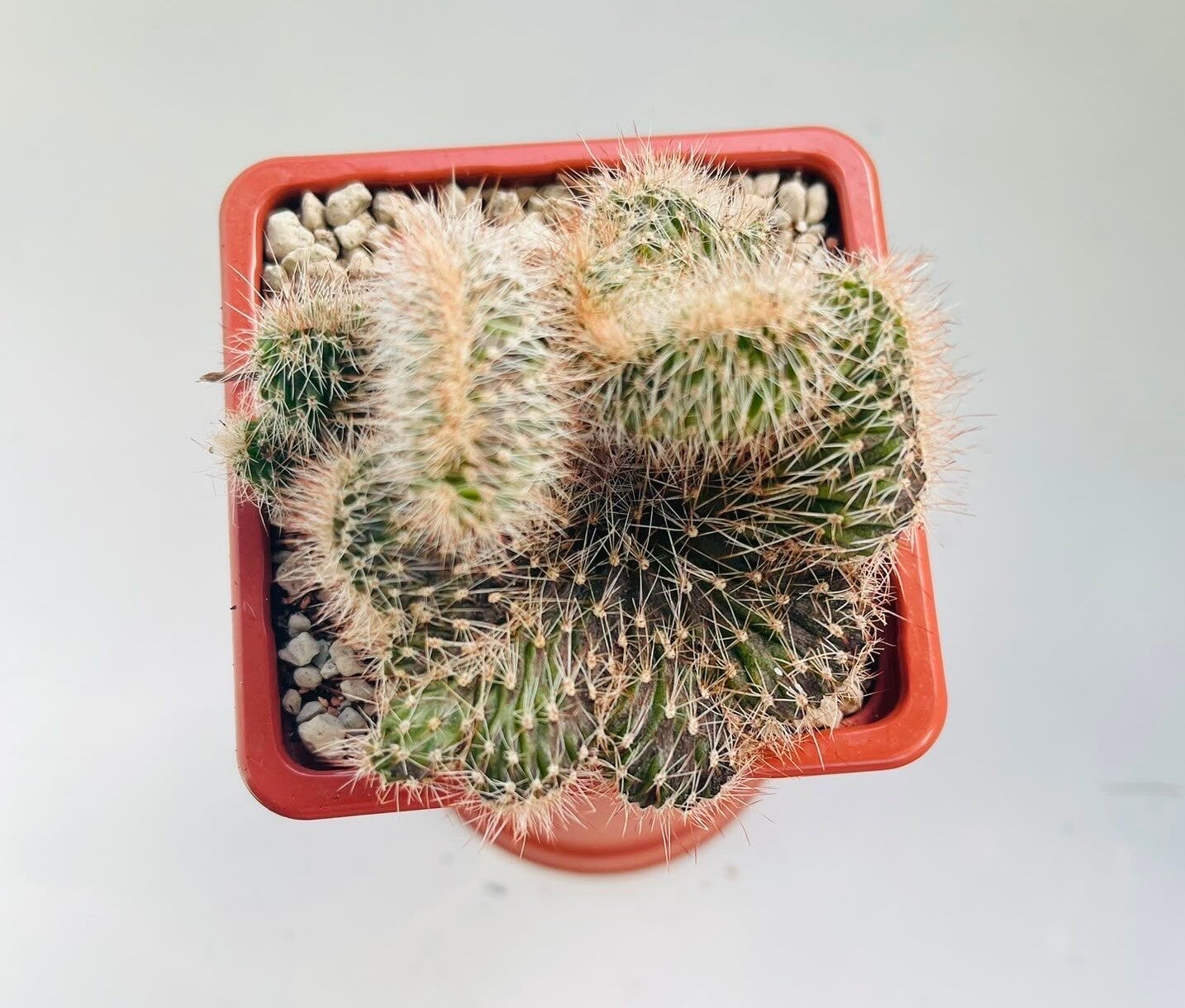 Nyctocereus Serpentinus F. Cristata