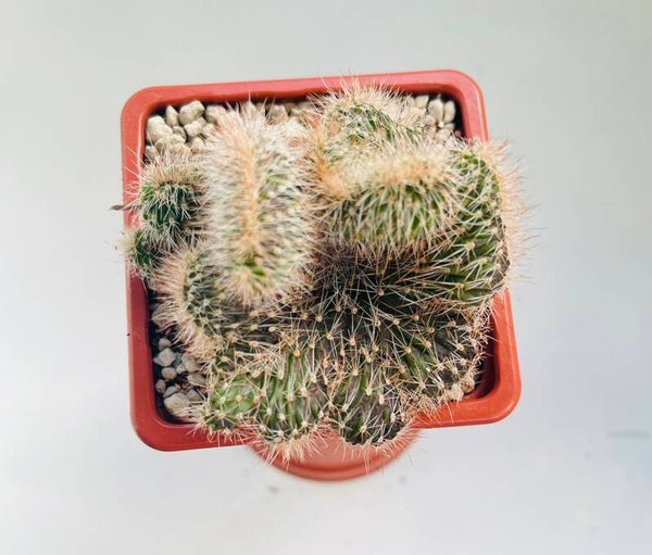 Nyctocereus Serpentinus F. Cristata