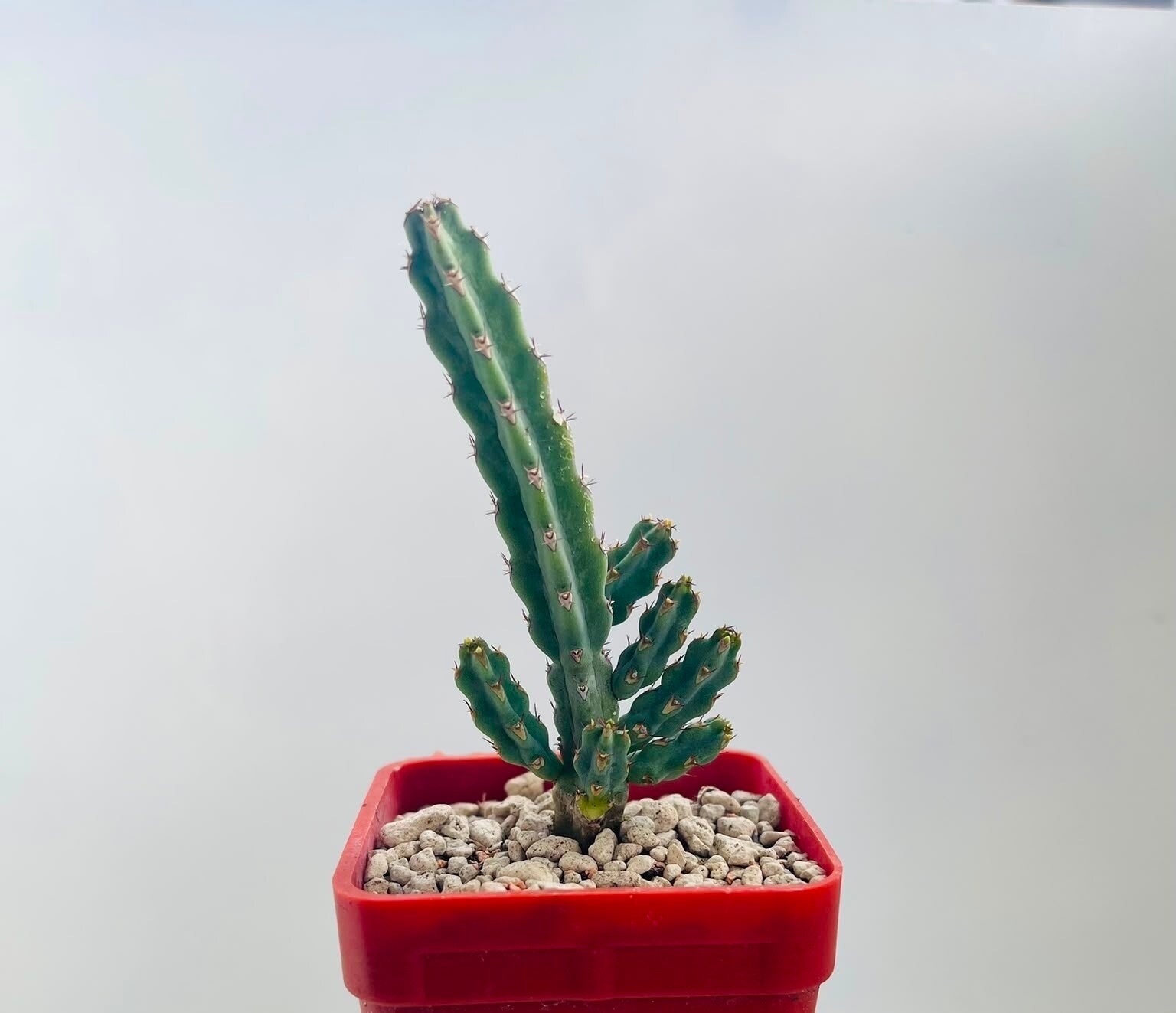 Euphorbia Debilispina   (kleine plantjes)