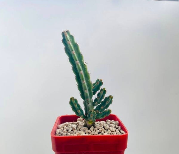 Euphorbia Debilispina   (kleine plantjes)