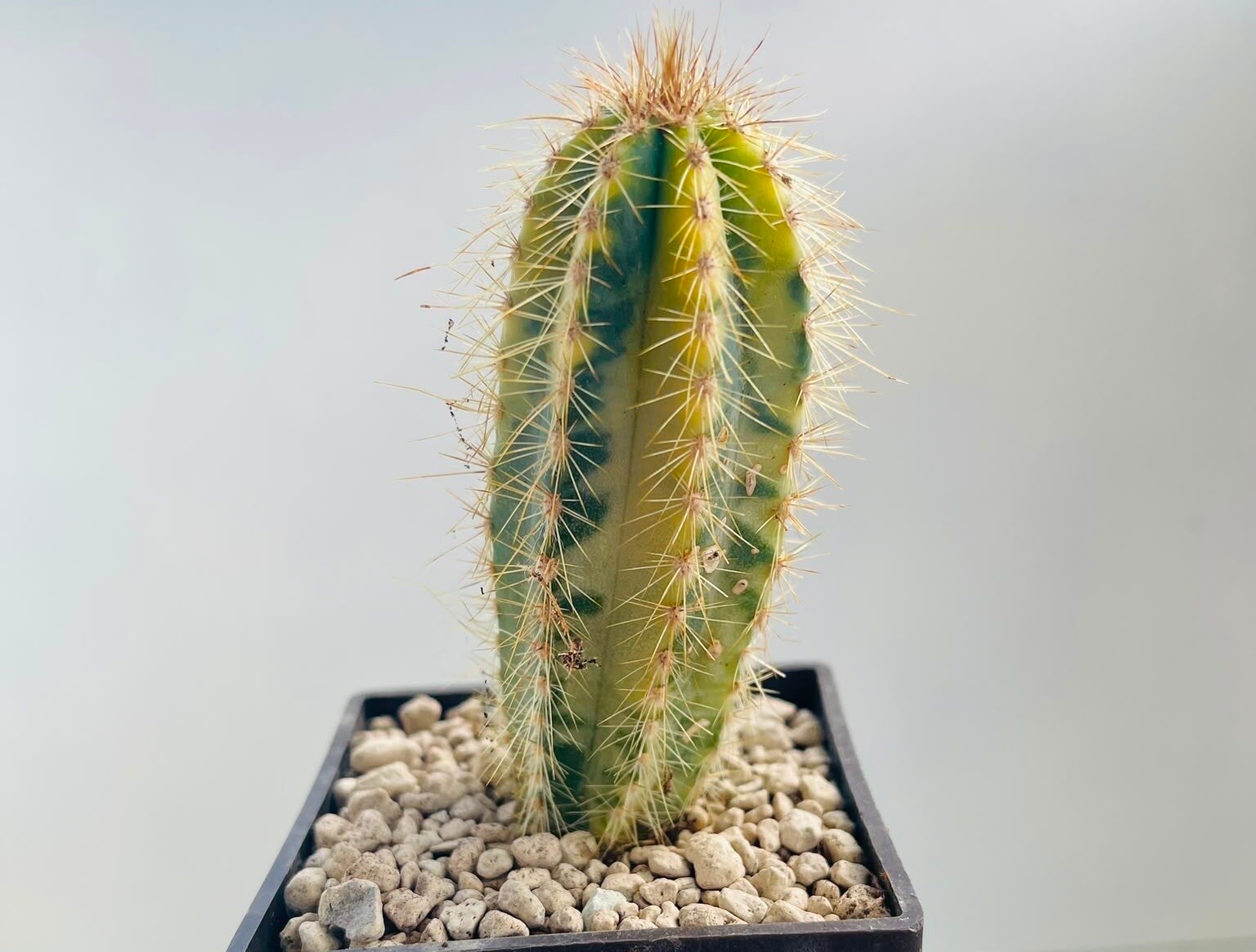 Pilosocereus Pachycladus varigata