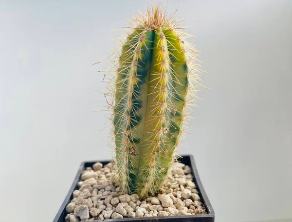 Pilosocereus Pachycladus varigata