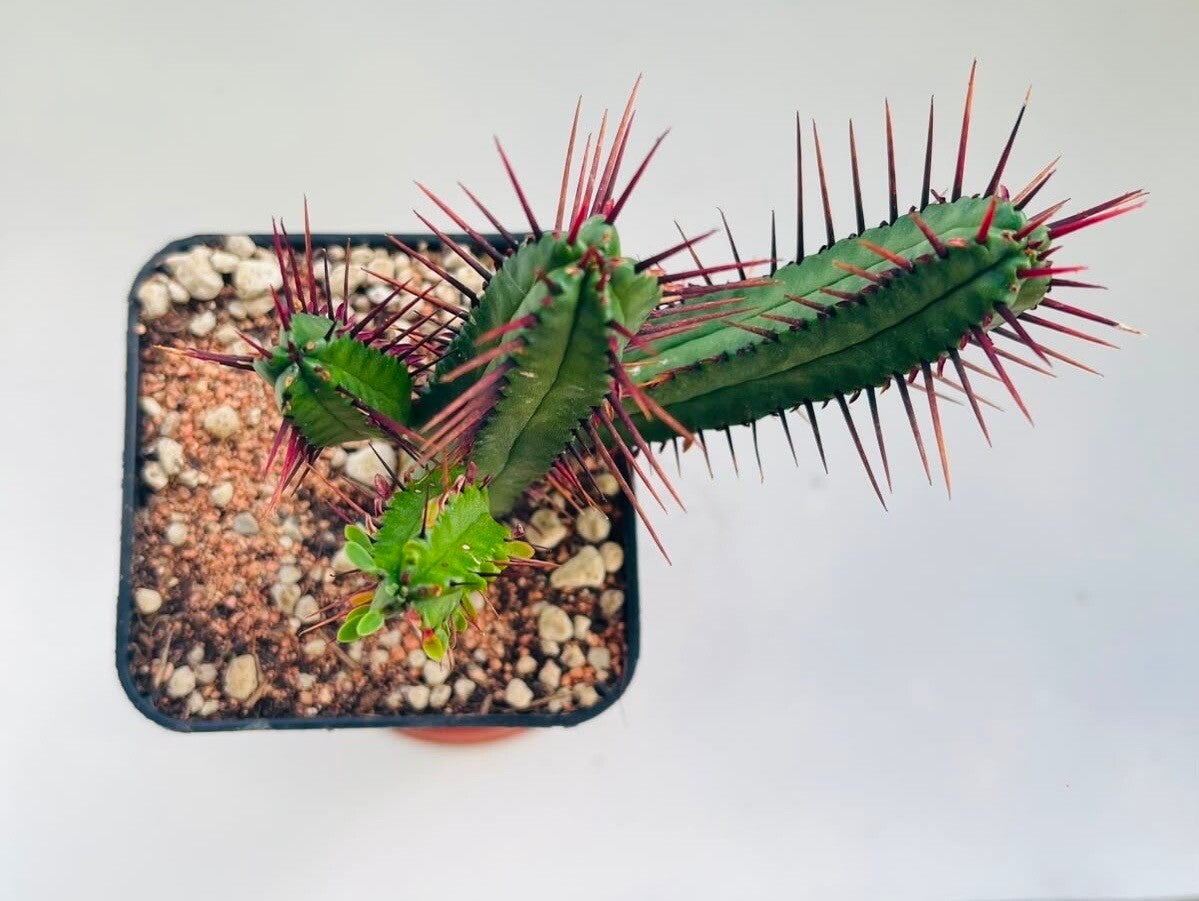 Euphorbia Enopla