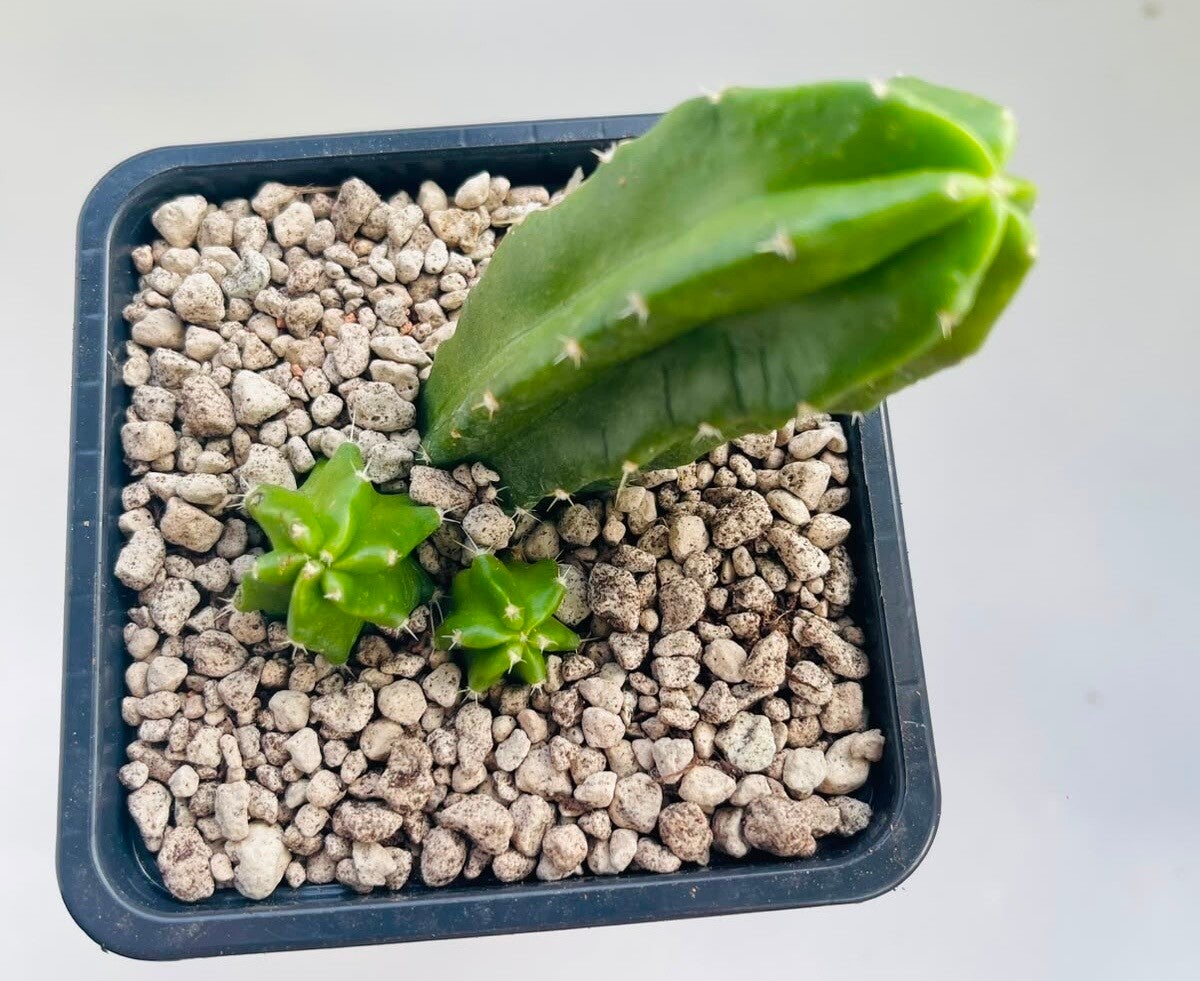 Echinocereus Viereckii
