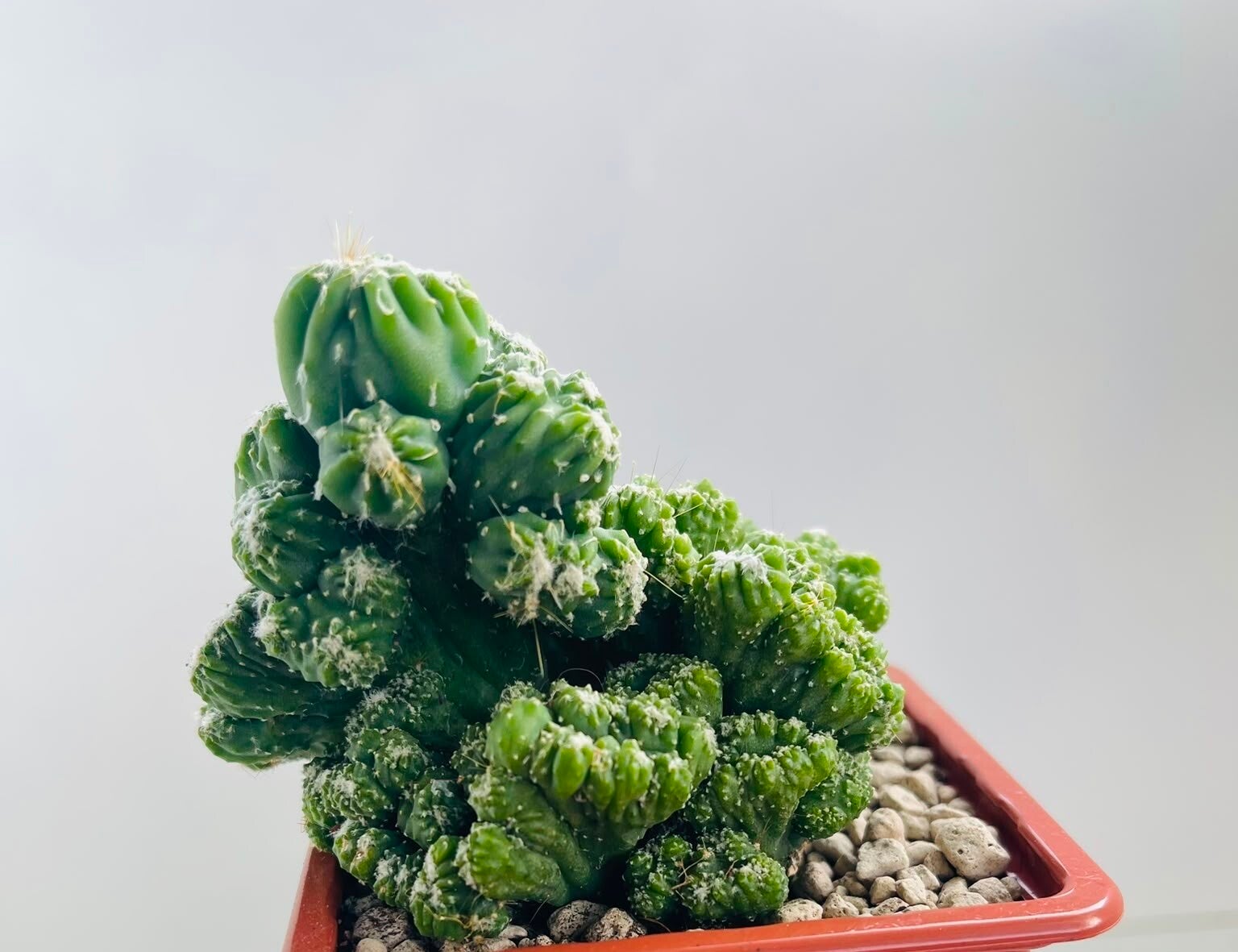 Cereus Peruvianus monstrose