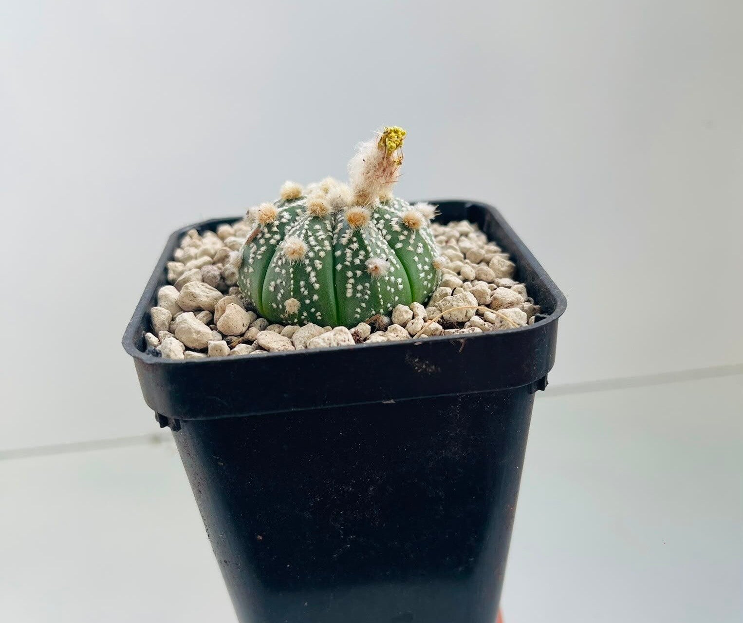 Astropytum asteria hybride