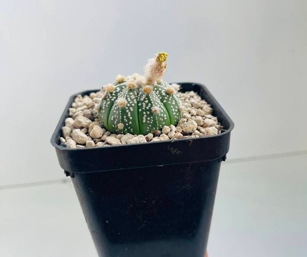 Astropytum asteria hybride