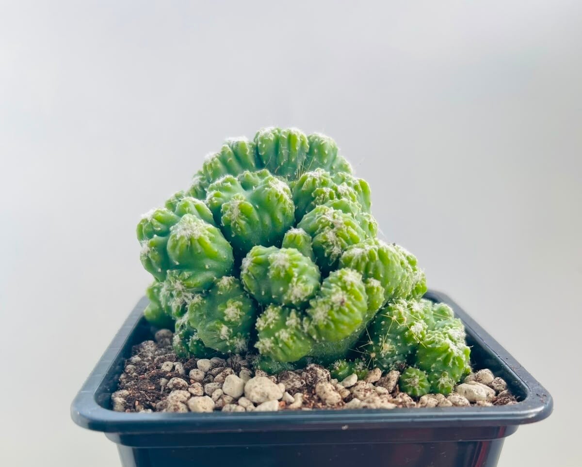 Cereus Peruvianus Monstrose