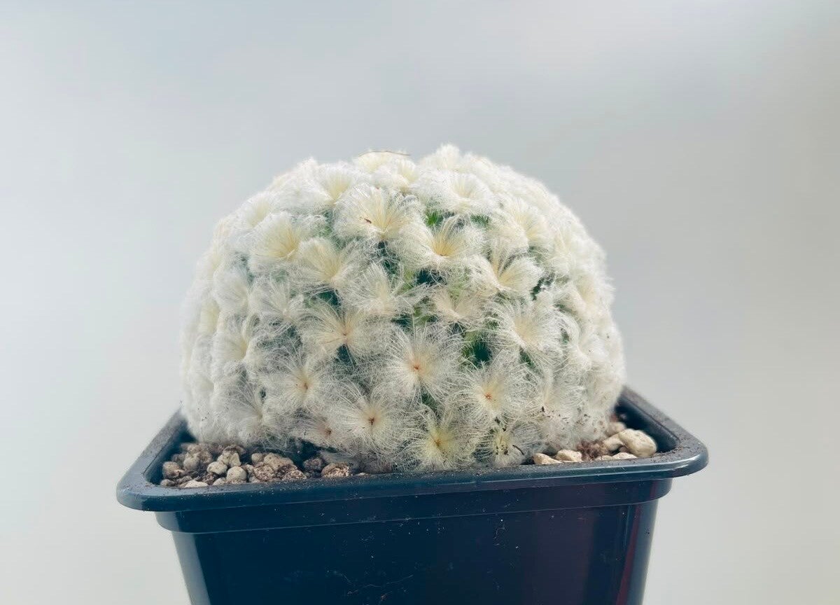 Mammillaria Plumosa     (veercactus)