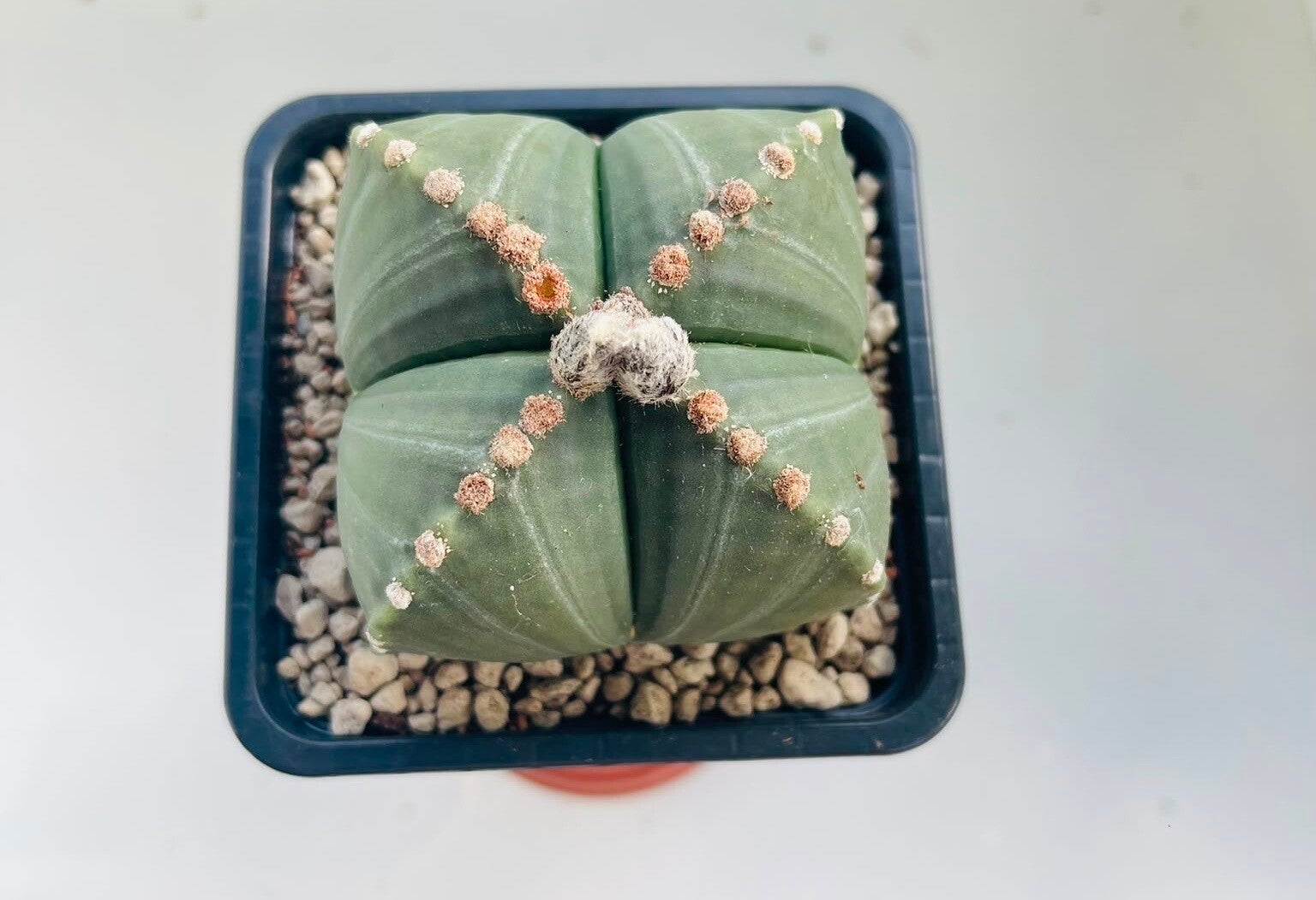 Astrophytum quadricostatum var. nudum