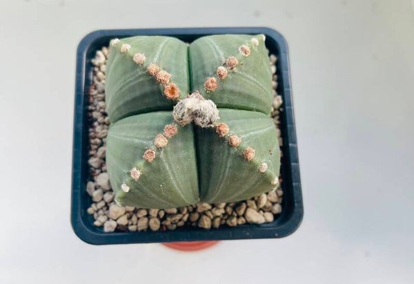 Astrophytum quadricostatum var. nudum