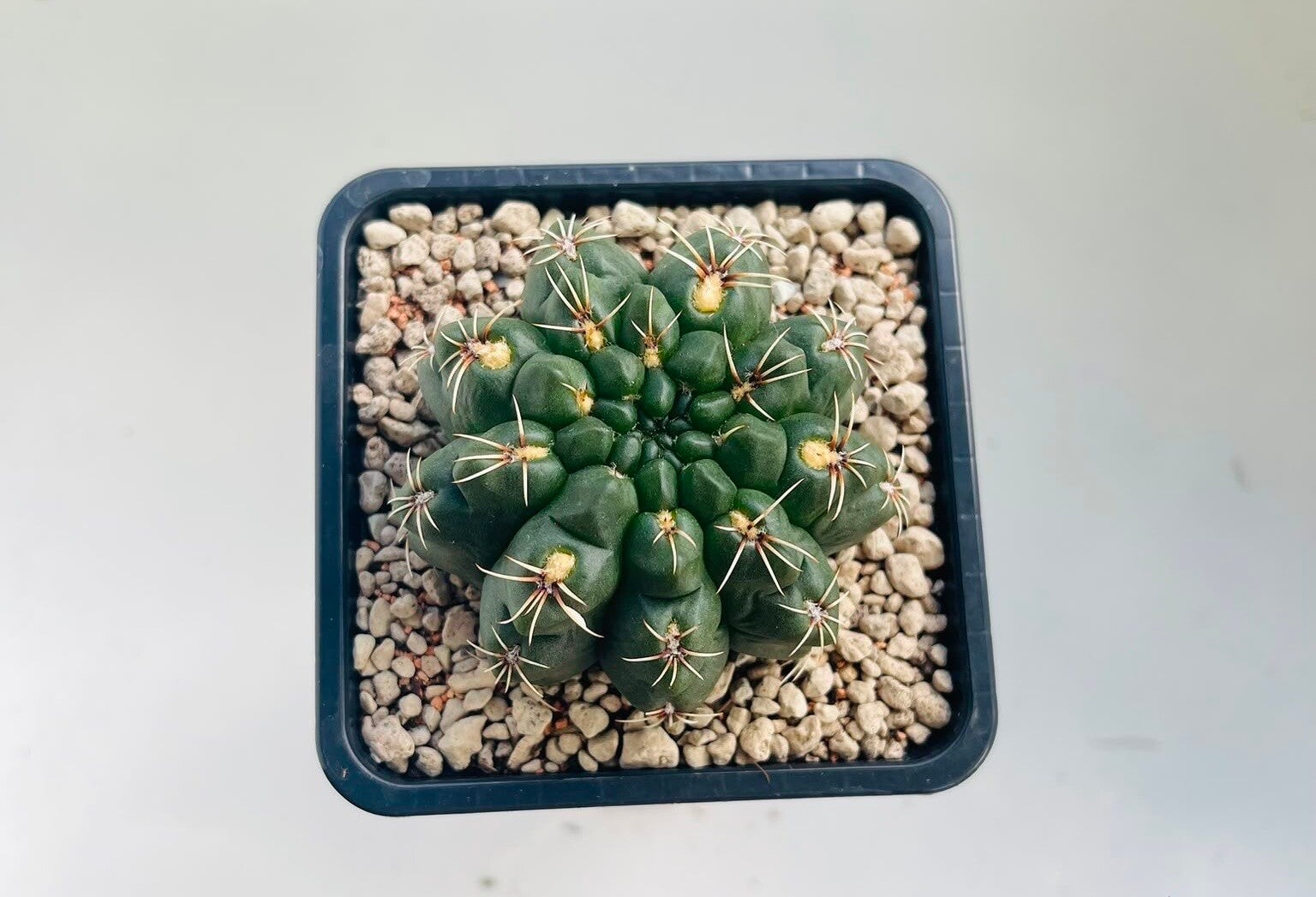Gymnocalycium Baldianum