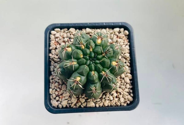 Gymnocalycium Baldianum