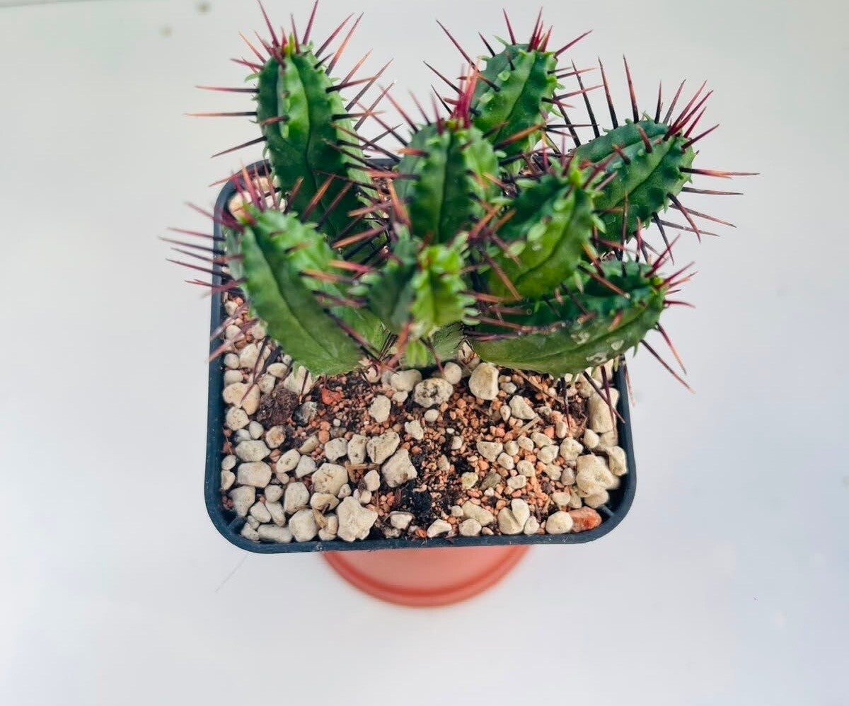 Euphorbia Enopla