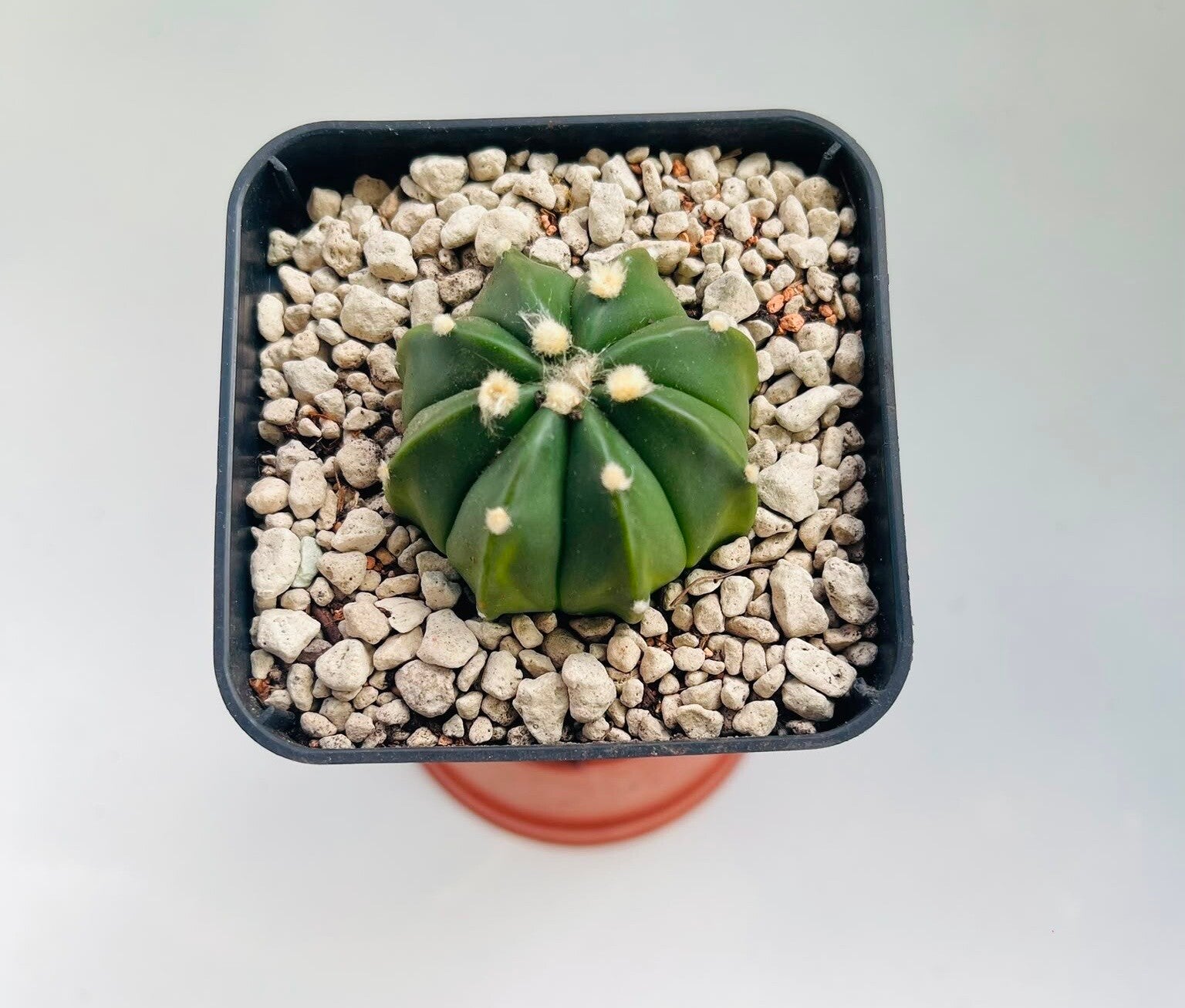Astropytum asteria hybride
