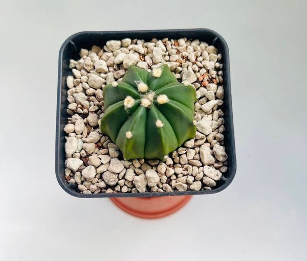Astropytum asteria hybride