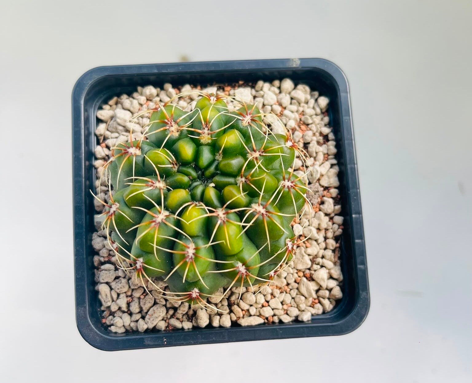 Gymnocalycium baldianum varigata
