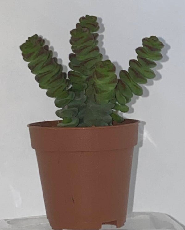 Crassula Marnieriana (Hottentot)