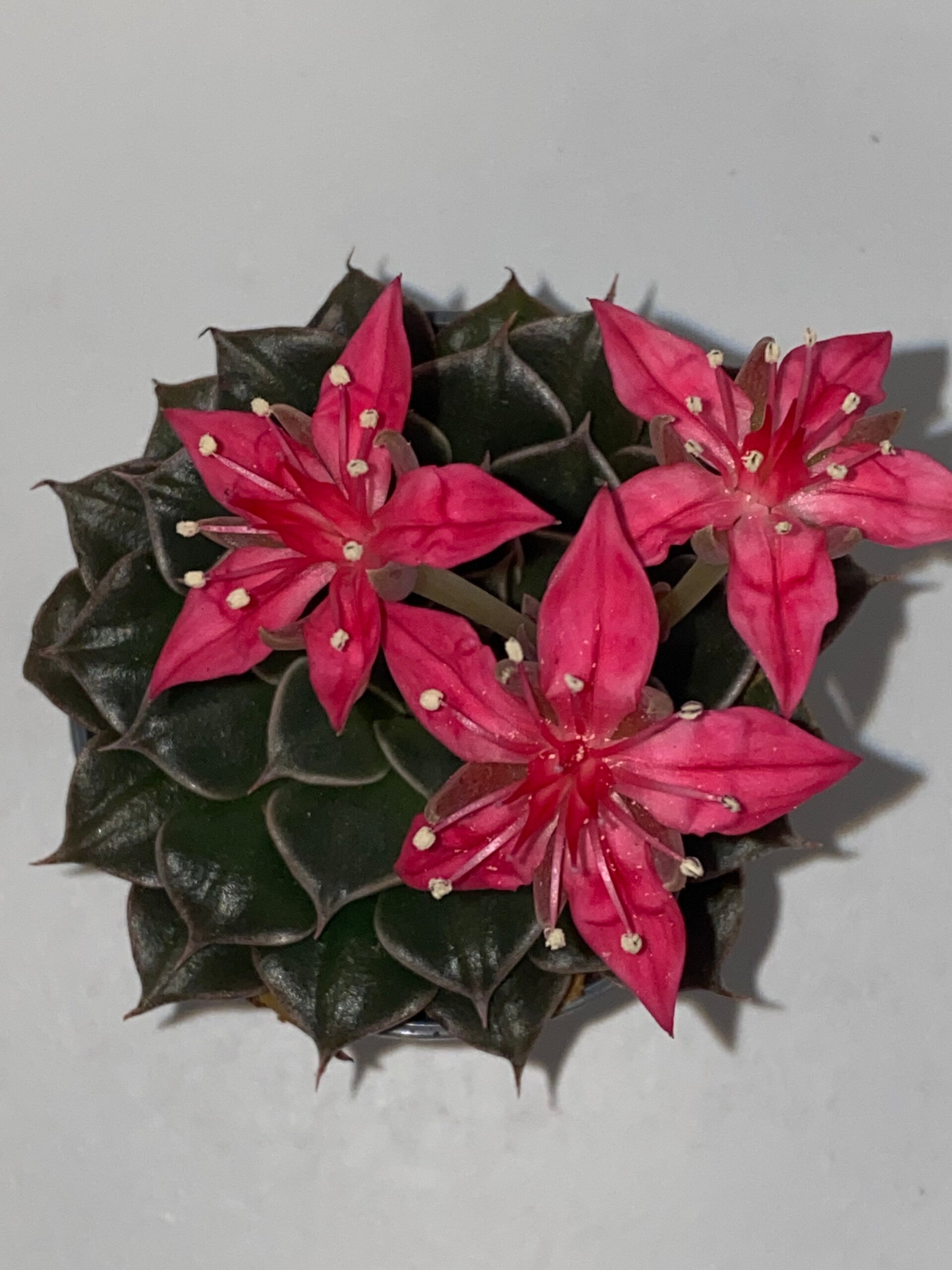 Graptopetalum bellum