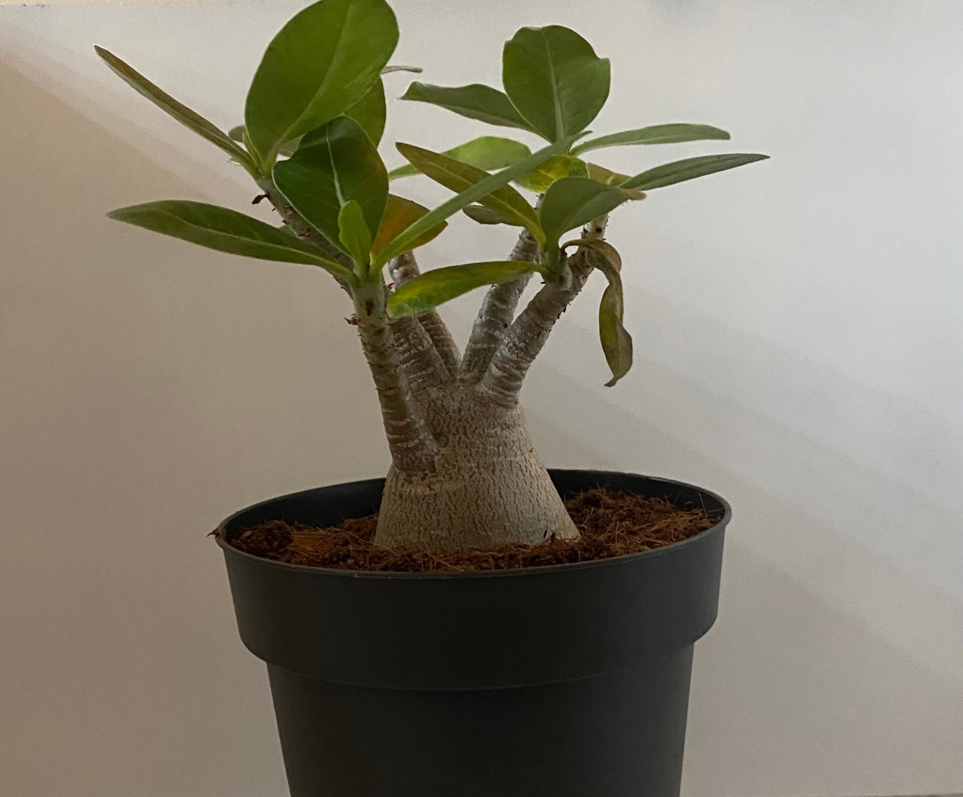 Adenium Baobab