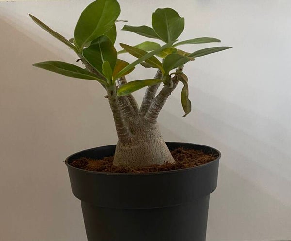Adenium Baobab