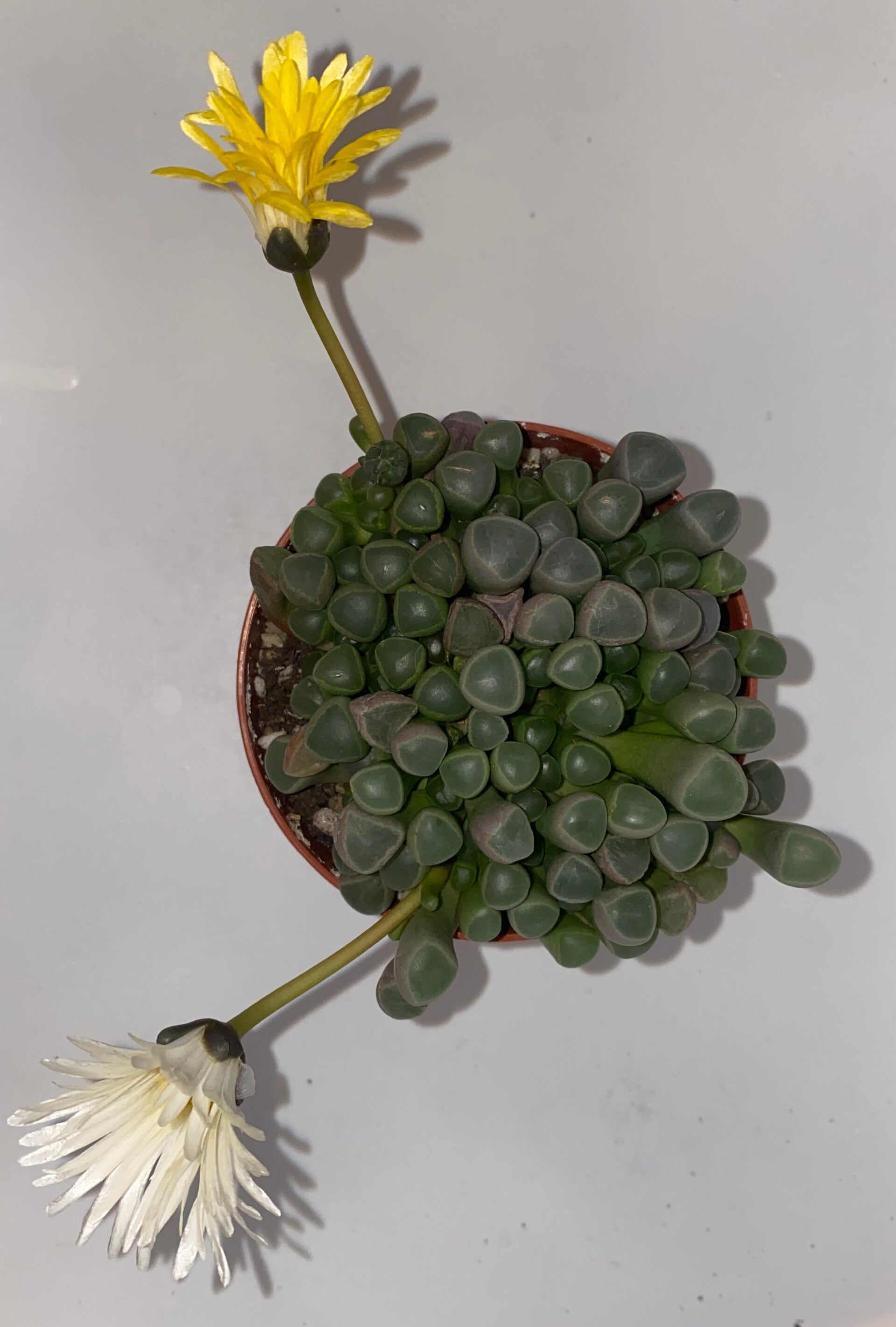 Fenestraria Rhopalophylla