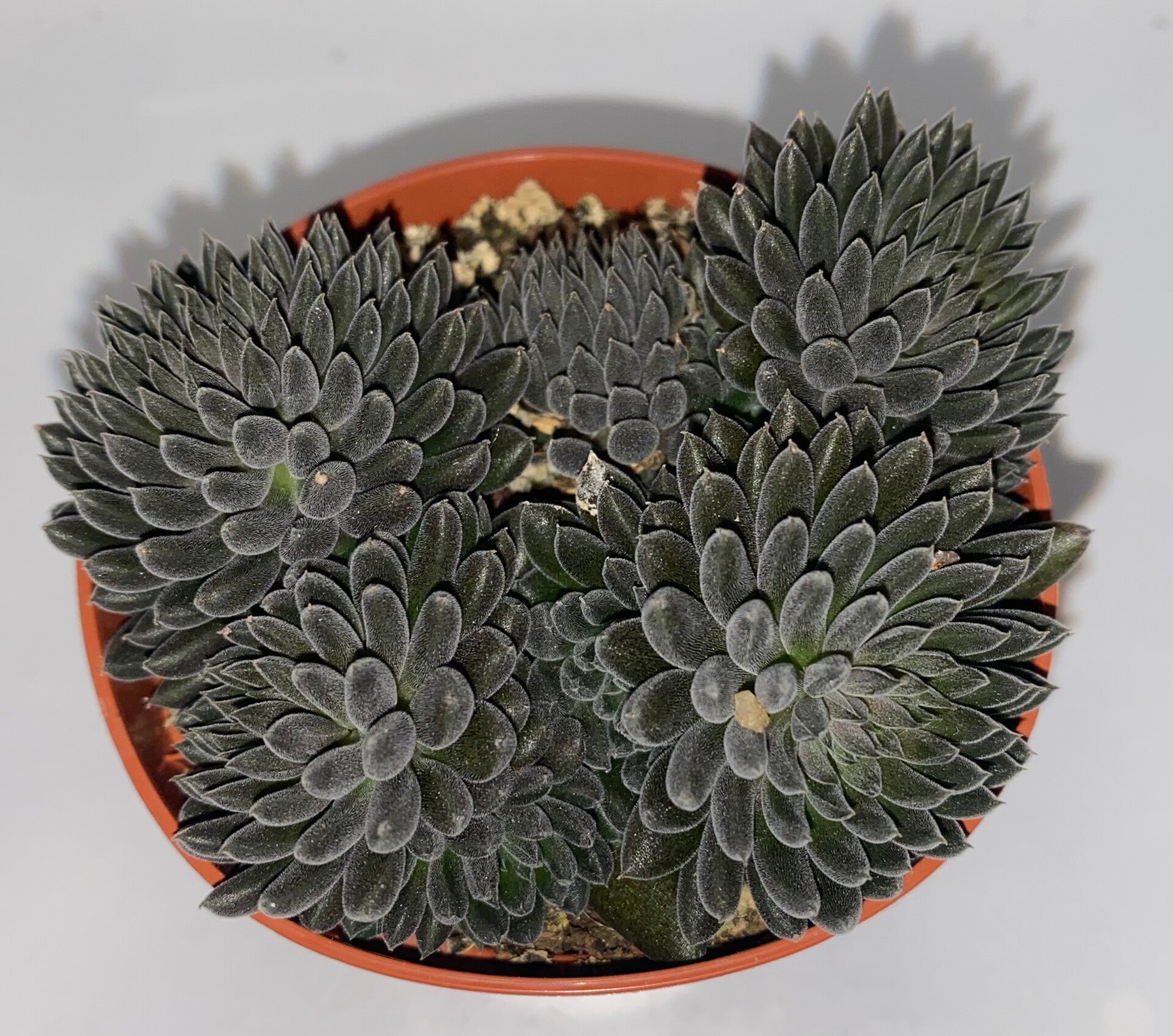 Sinocrassula Yunnanensis