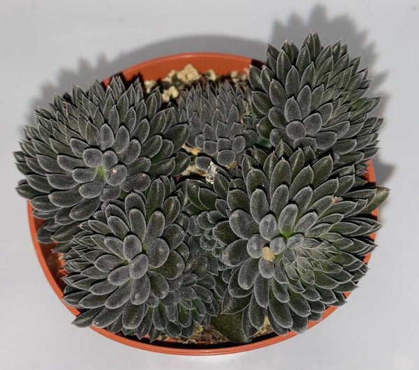 Sinocrassula Yunnanensis