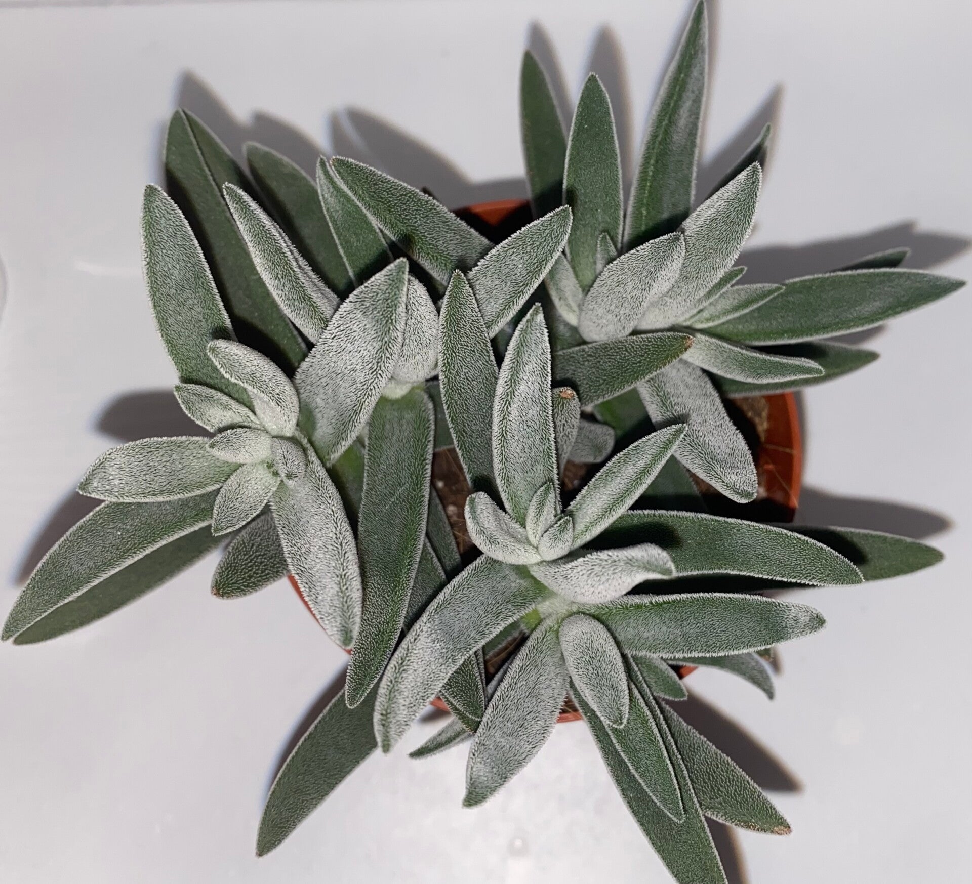 Crassula Mesembryanthemoides