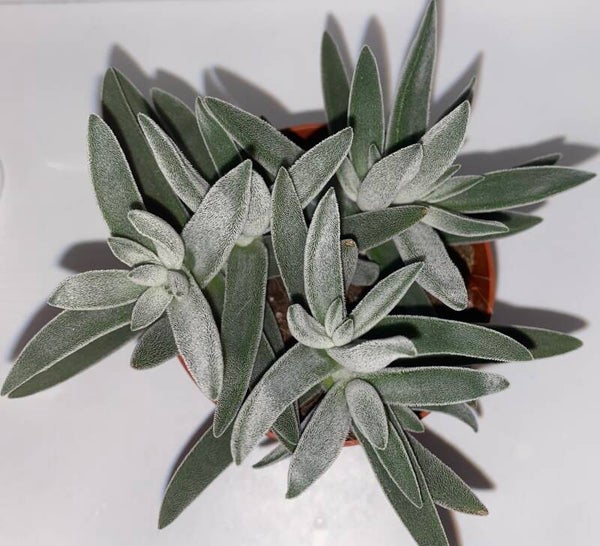 Crassula Mesembryanthemoides
