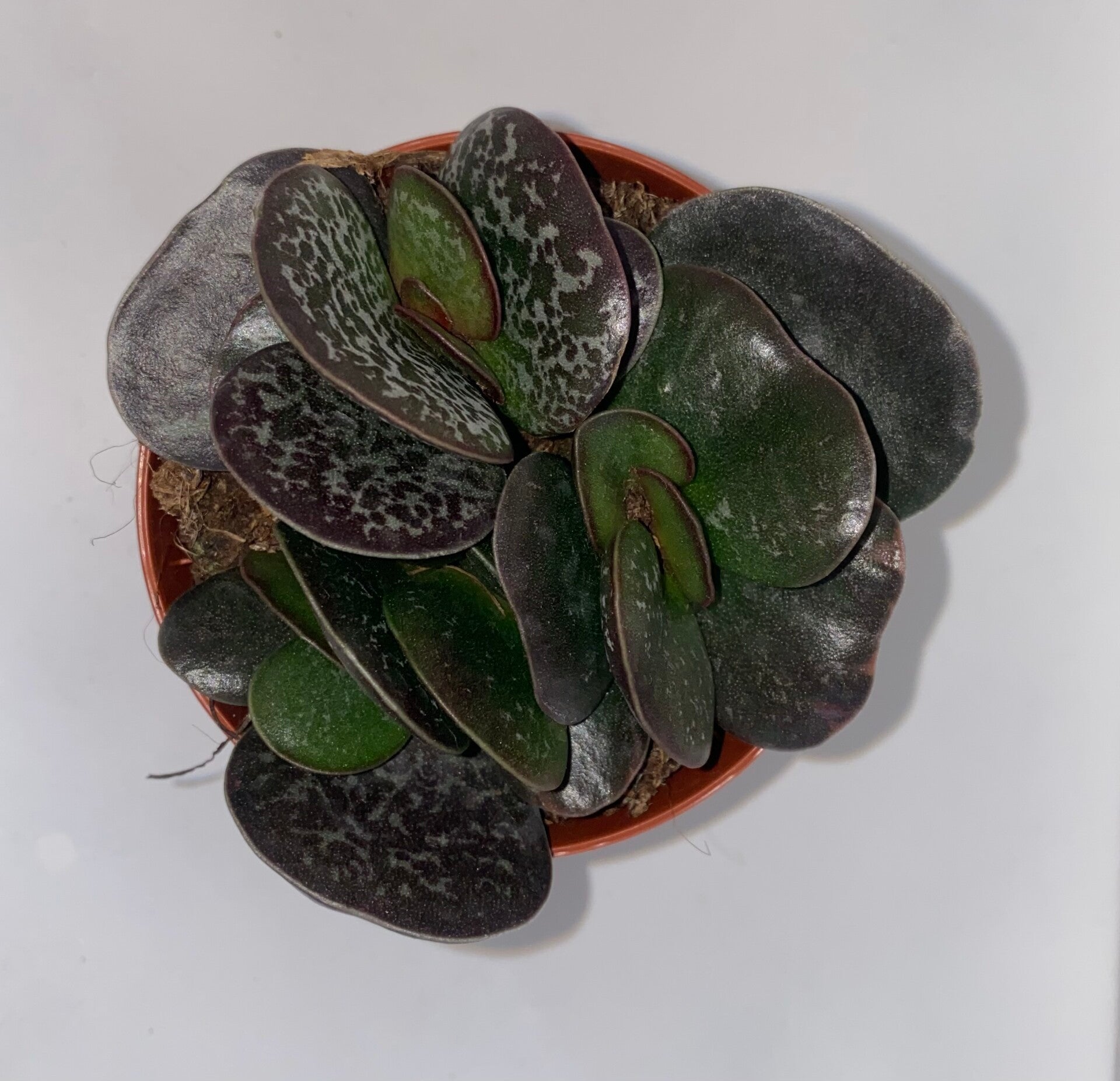 Andromischus Maculatus