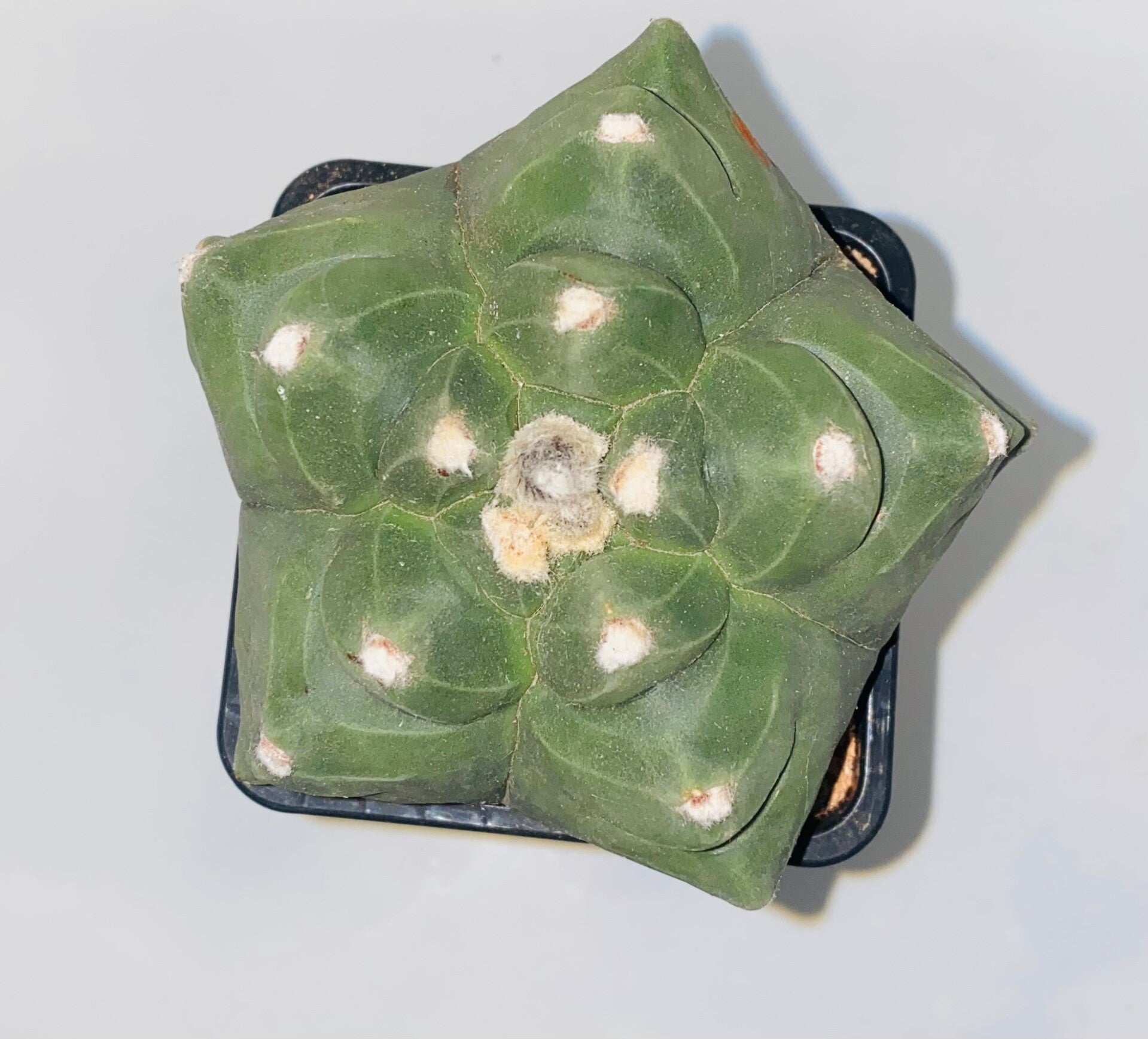 Astropytum nudum kikko