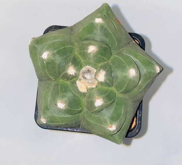 Astropytum nudum kikko