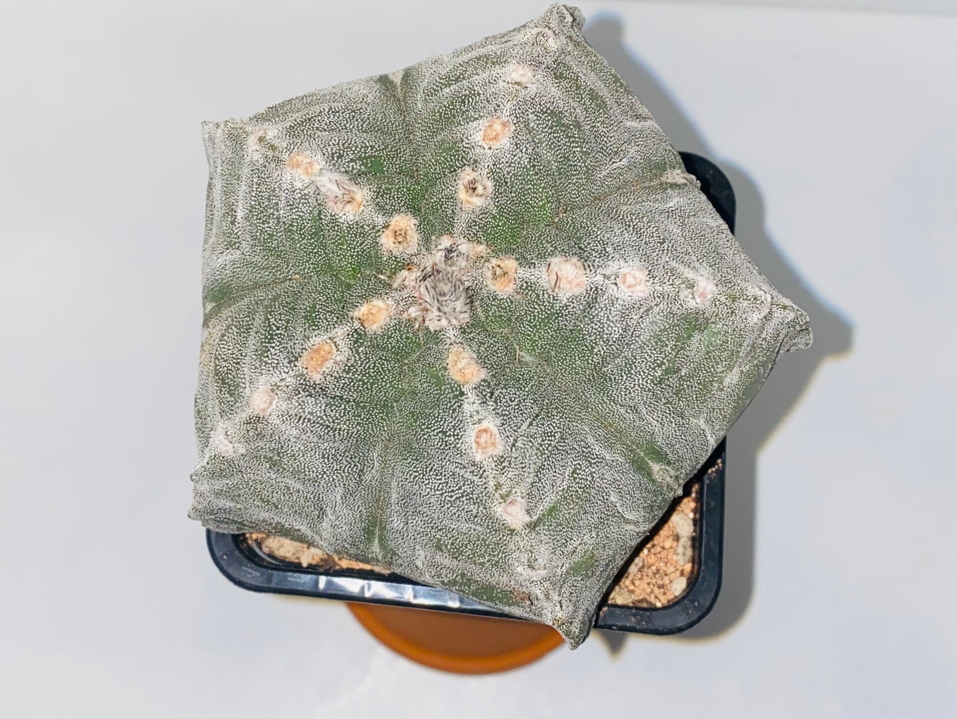 Astrophytum Myriostigma cv.Kikko