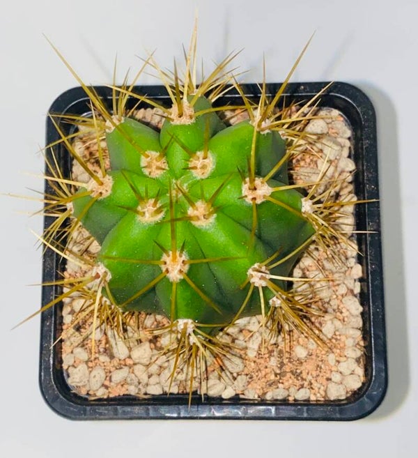 Trichocereus Terscheckii