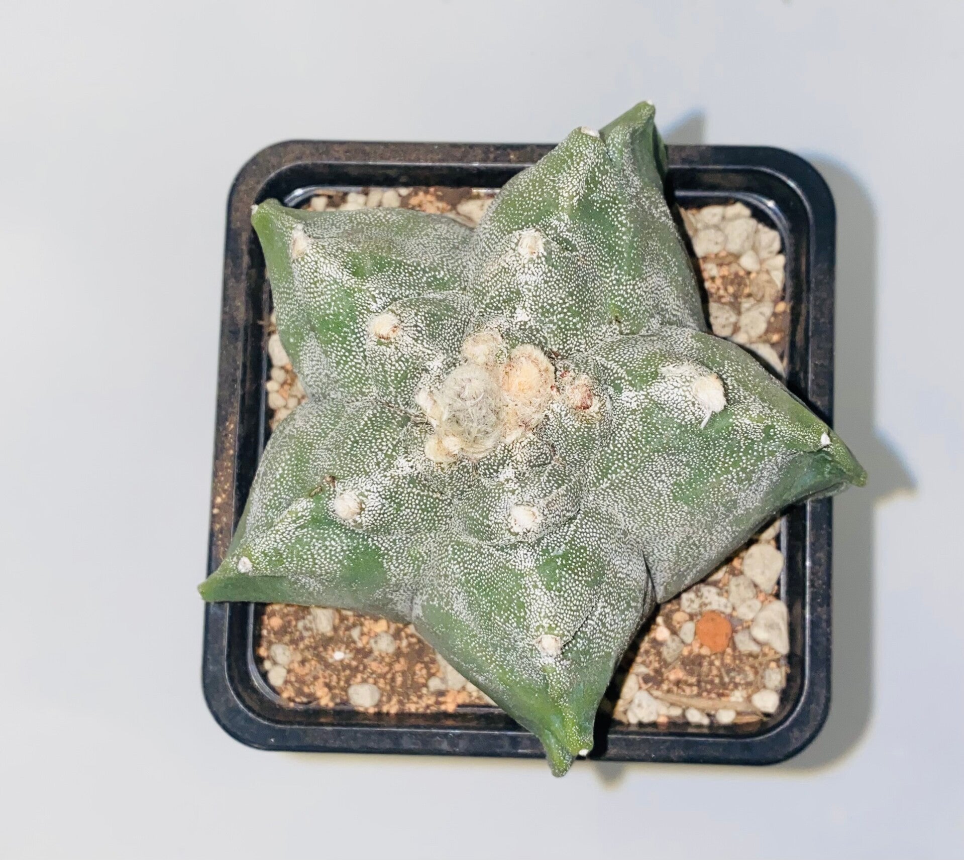 Astrophytum myriostigma kikko