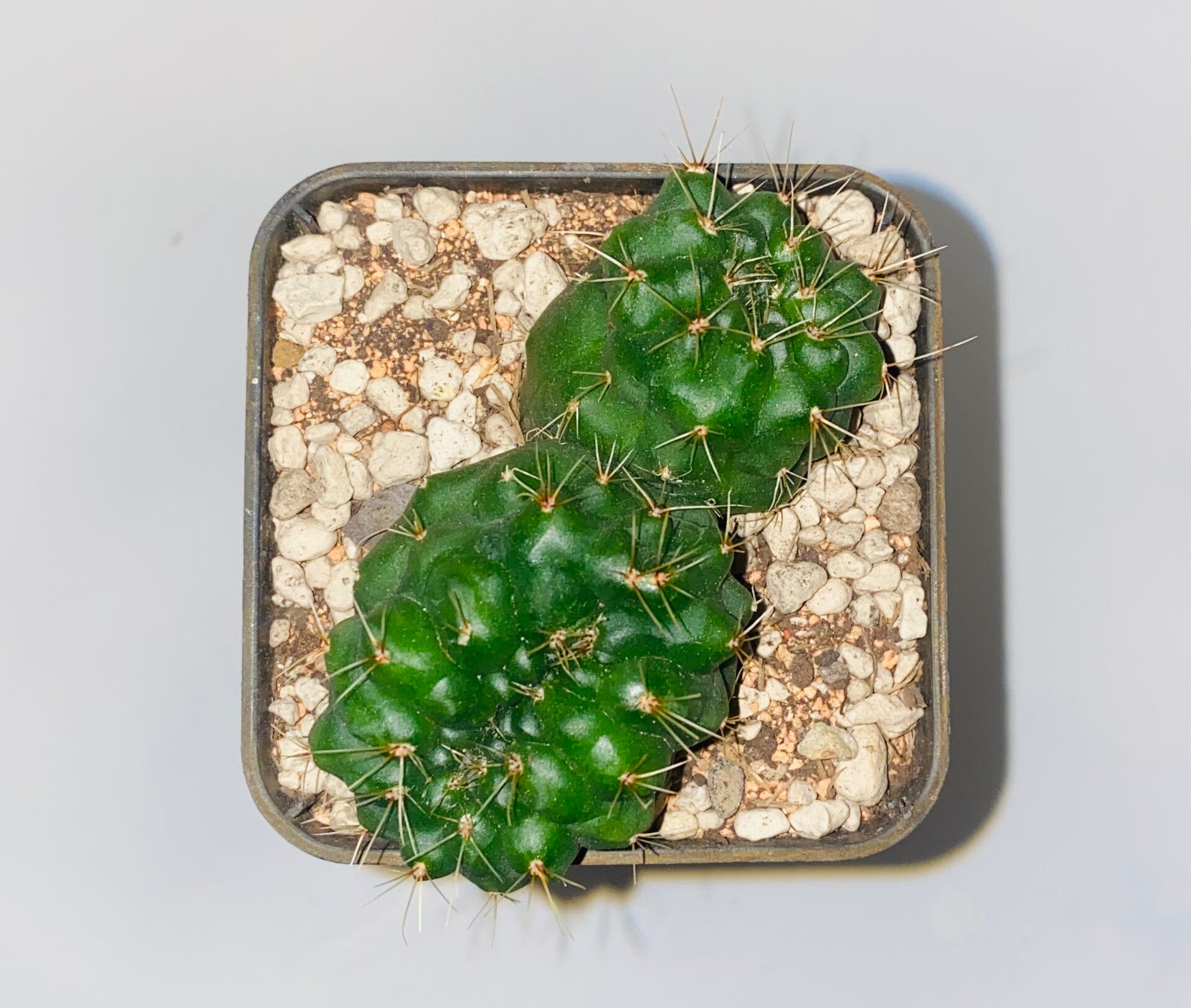 Gymnocalycium baldianum cristaat