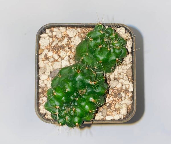 Gymnocalycium baldianum cristaat