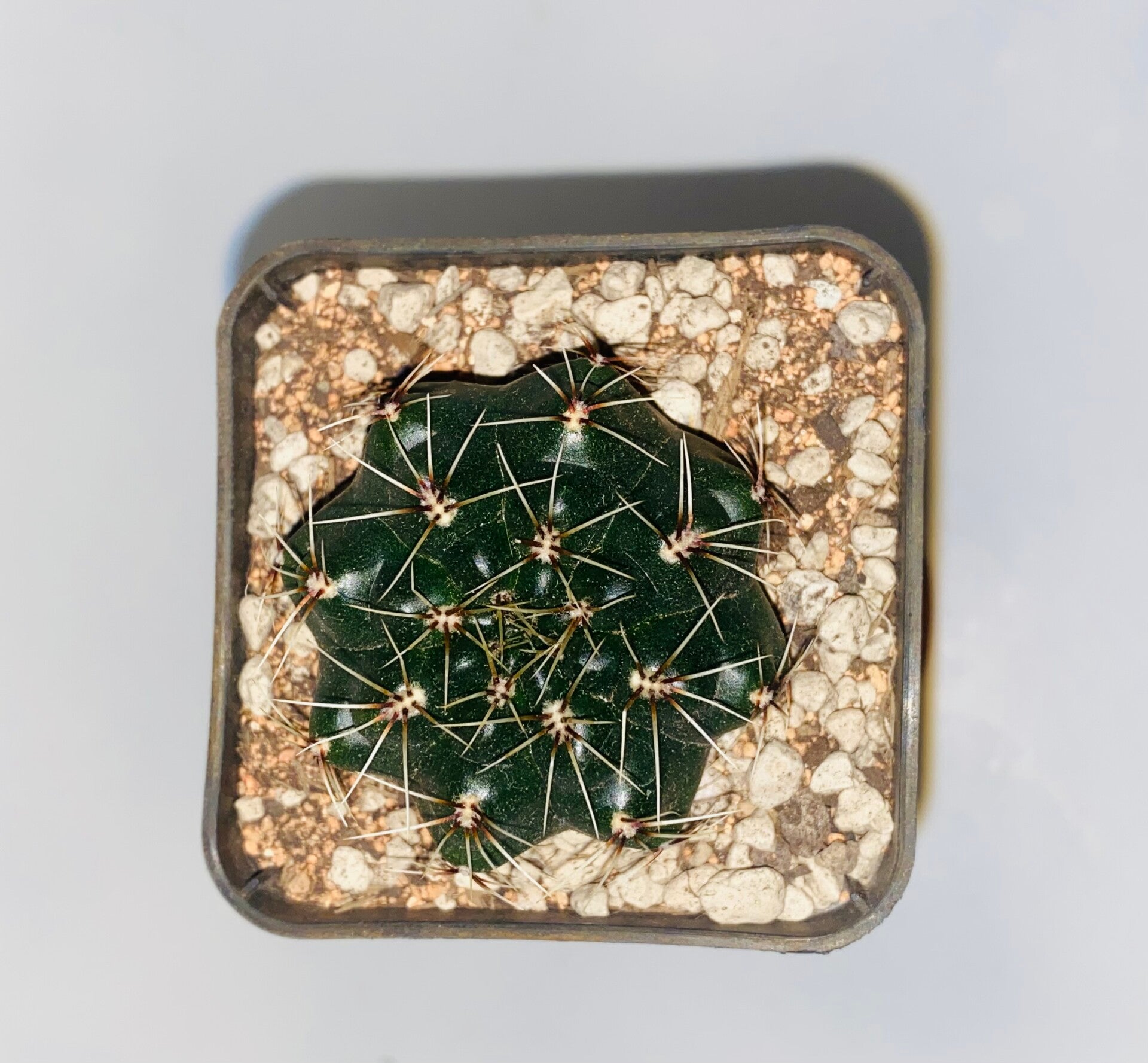 Gymnocalycium baldianum