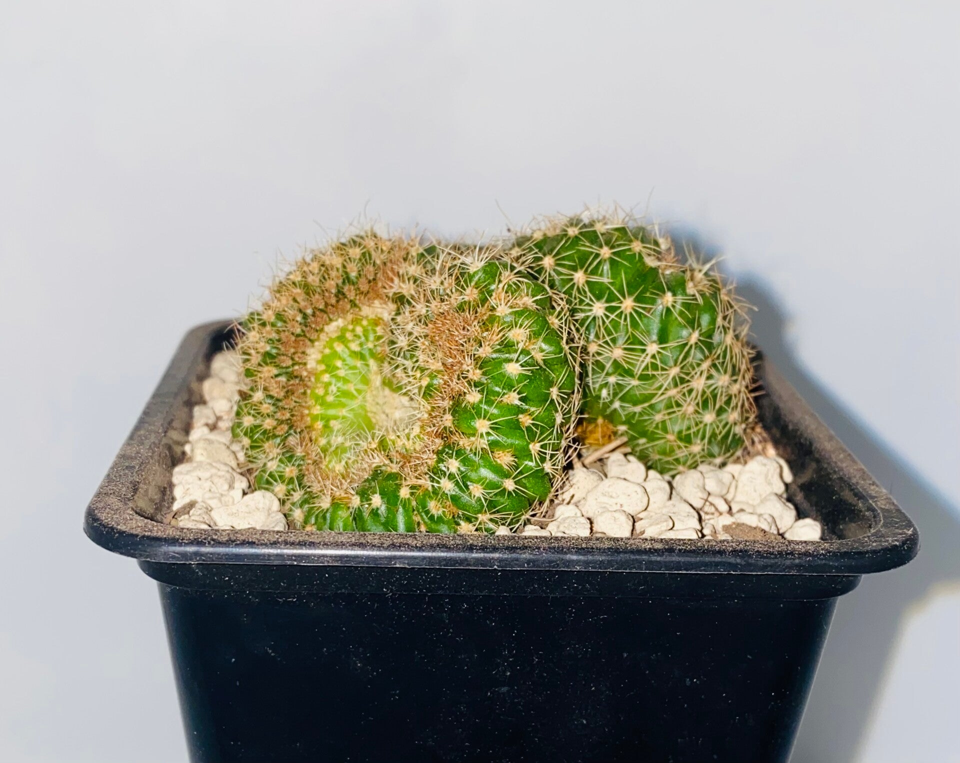 Notocactus eubelmannianus cristaat
