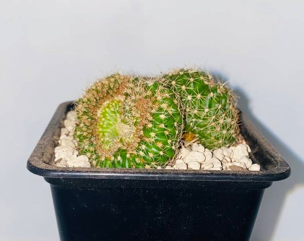 Notocactus eubelmannianus cristaat